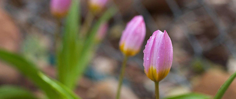 A Törpe-Tulipán Előnyei